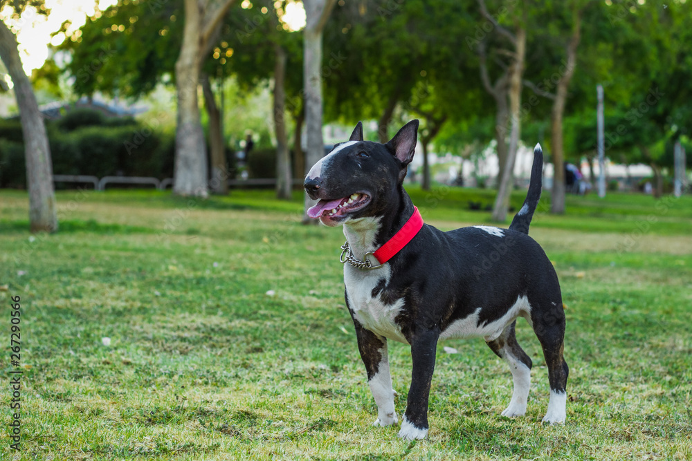adorable bull terrier domestic dog posing in park outdoor green environment for walking and promenade with pets