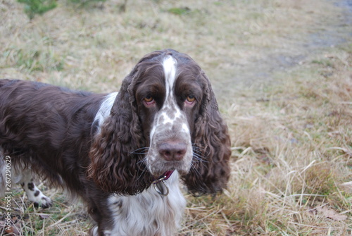 English springer spaniel in the woods