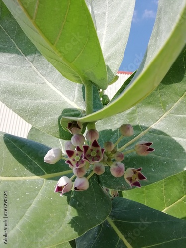 Obraz na plátně Planta conhecida como saco de bode
