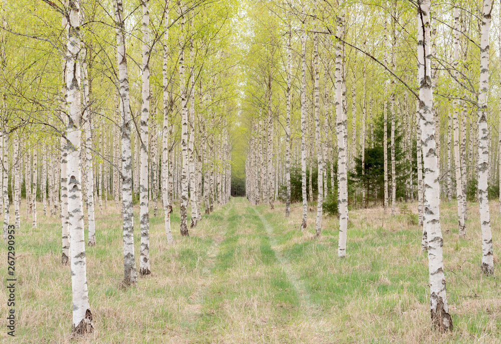Obraz premium Birch tree with fresh green leaves in spring,