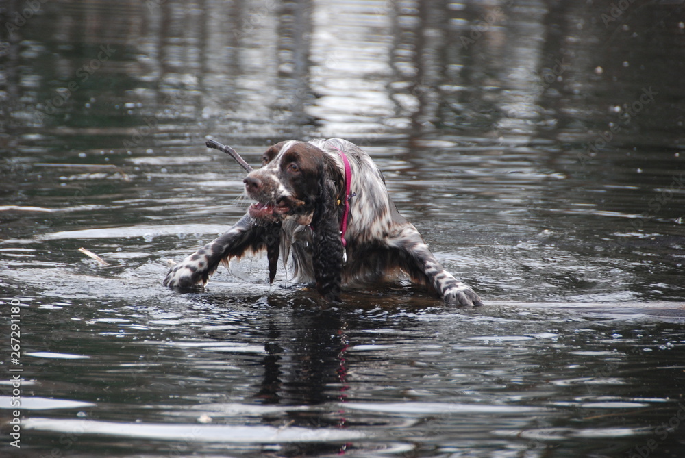 Swimming dog Swimming dog