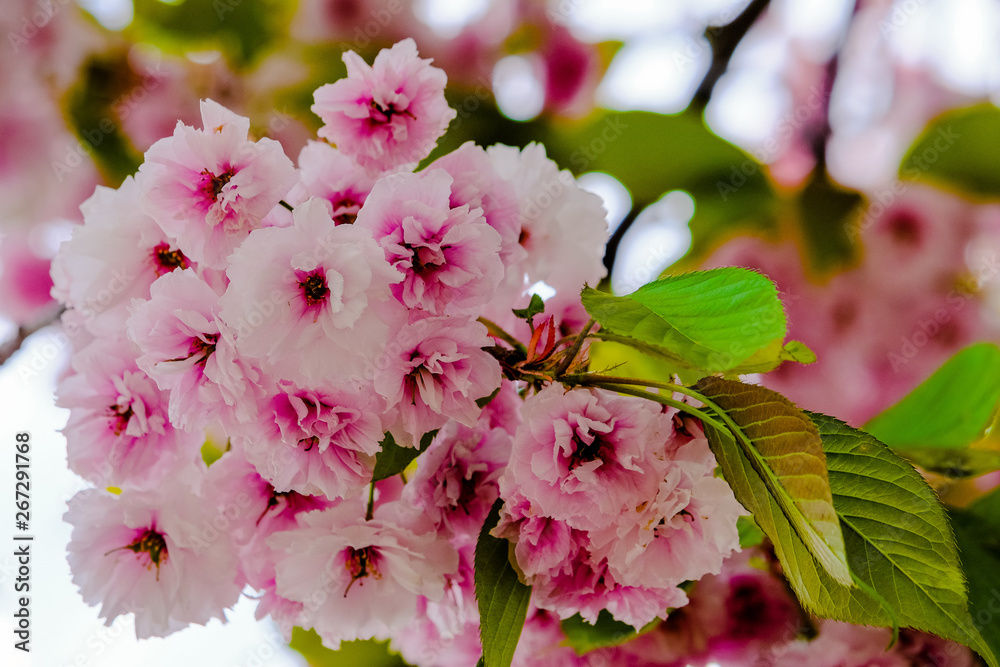 Fototapeta premium pink cherry blossoms on a tree