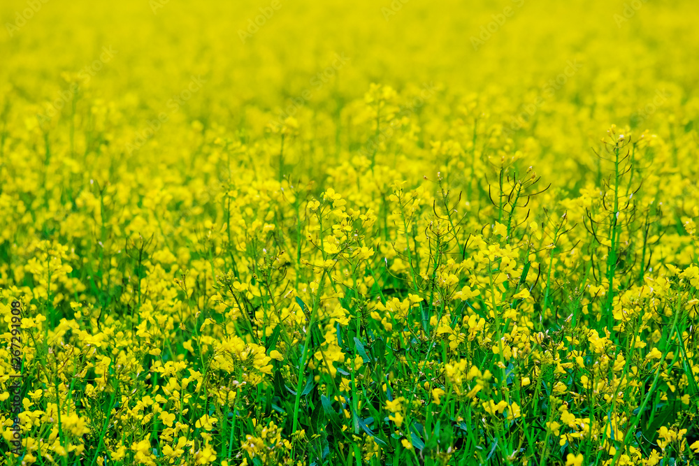 Fototapeta premium yellow rape field