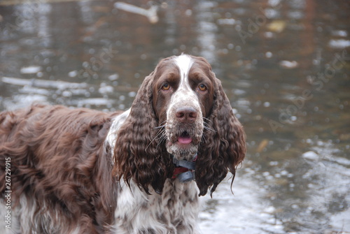 Bild auf Leinwand English springer spaniel