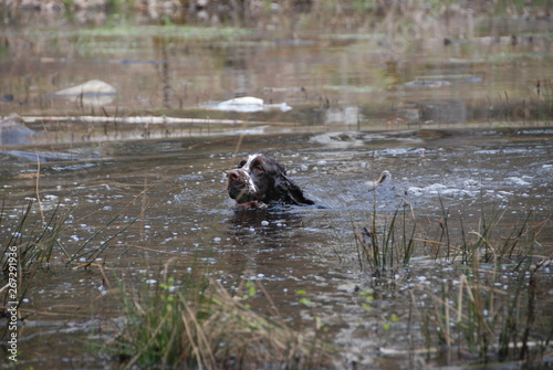 Obraz na płótnie English springer spaniel 