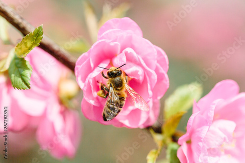 bee on pink flower