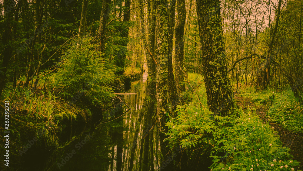 Las, strumyk, ścieżka, droga, norwegia