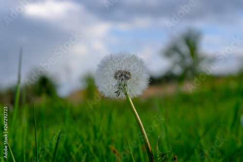 dandelion on green background of blue sky