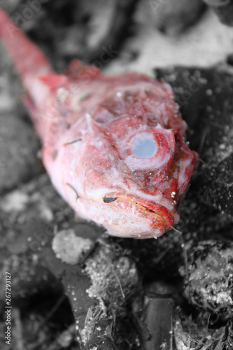 Dead fish on the beach