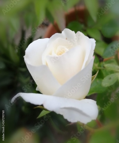 white ROSE