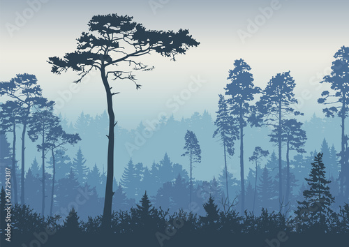 Forest landscape background. Pines at dawn. Nature.  Tourism and travelling. Vector flat design