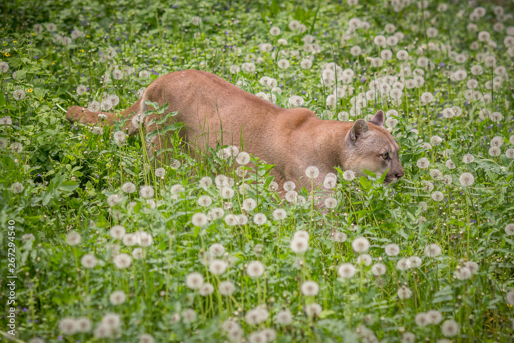 Fototapeta premium Canadian cougar among flowers. Big cat and flowers.