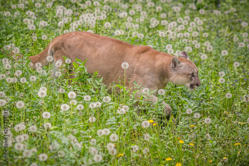 Fényképezés Canadian cougar among flowers. Big cat and flowers.
