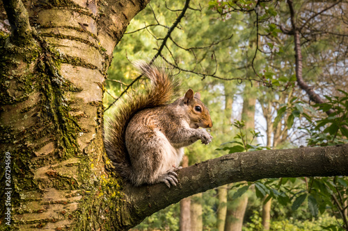 squirrel sitting on a branch and biting a nut