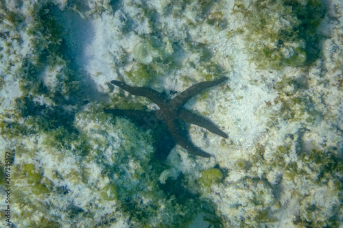 Coral Reef black sea star at Cape Range National Park close to Exmouth Australia photo