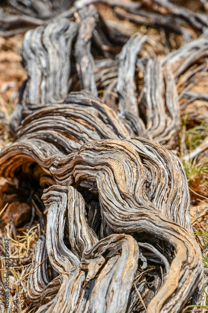 Twisted nearly dead old dry tree stem at the Yardie Creek Cape Range National Park Australia