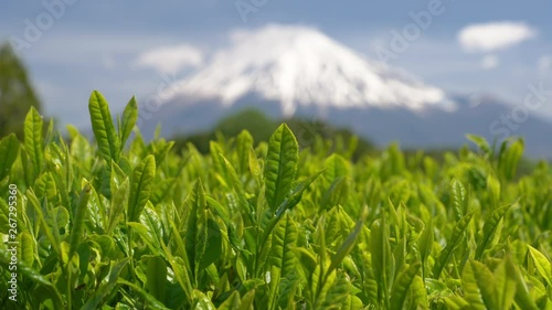 富士山と新茶の茶畑, 静岡県富士市の大渕笹場