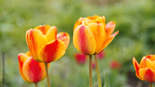 Photo of a beautiful tulips  red  orange  yellow  colors