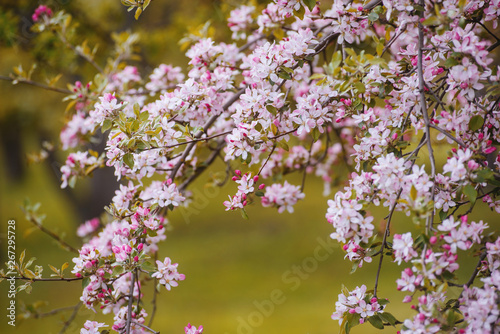 Photo of a blossom tree, in spring park, blurry background