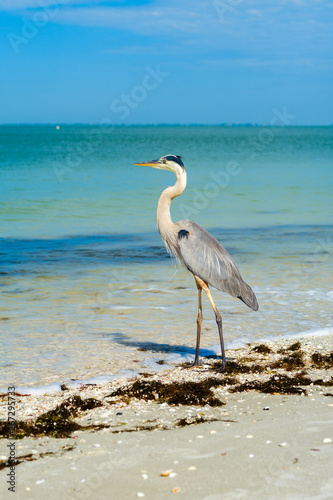 Great Blue Heron