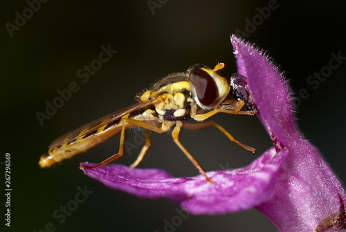 Bee Pollinating Small Purple Flower, Macro View © Brunbjorn