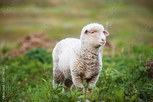 Photo of a cute little fluffy lamb in green field