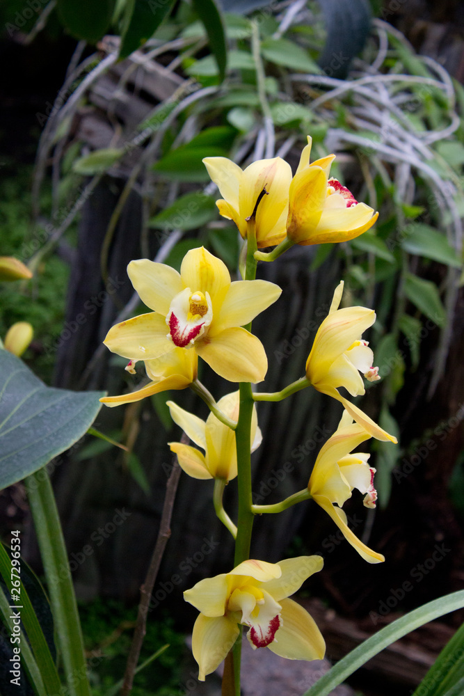 Yellow orchid flower Yellow orchid flower