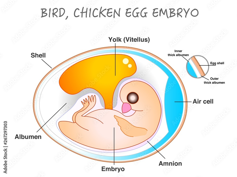 Chick Embryology 