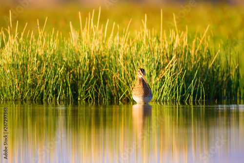 Lake and bird. Natural background. Green, yellow lake background. Water reflection. Bird: Common Snipe. Gallinago gallinago. photo