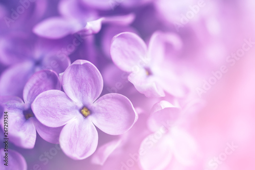 Gentle pink flower background with flowers of a lilac, soft focus © isavira