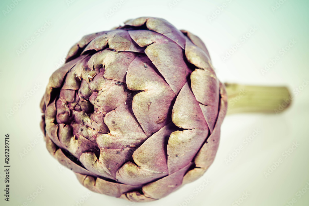 Fototapeta premium A single artichoke flower on a white background