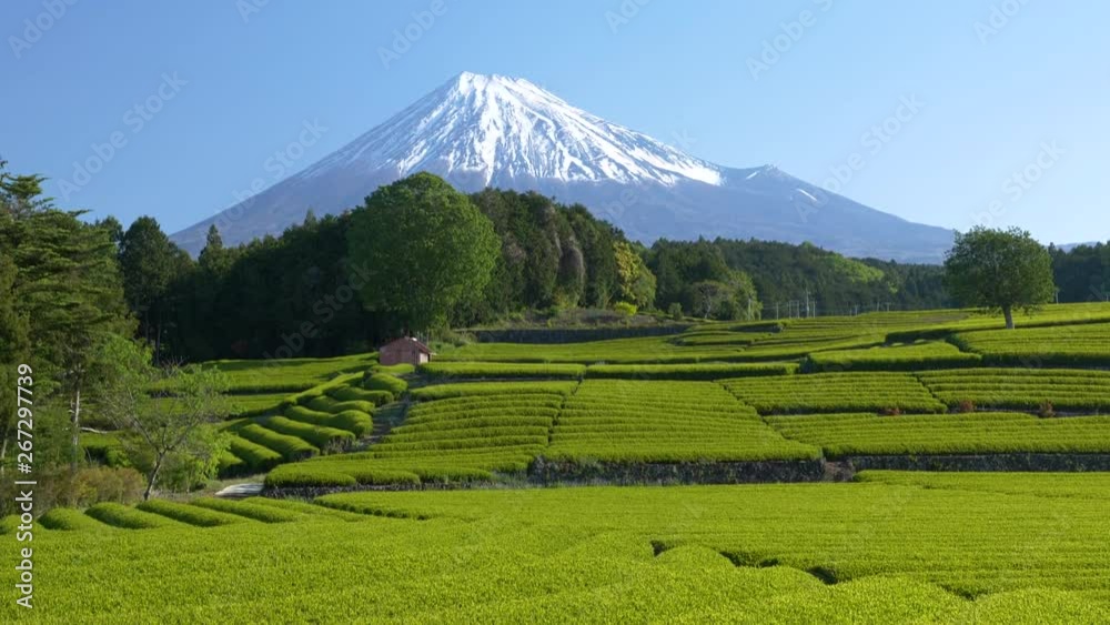 富士山と新茶の茶畑, 静岡県富士市の大渕笹場 富士山と新茶の茶畑, 静岡県富士市の大渕笹場