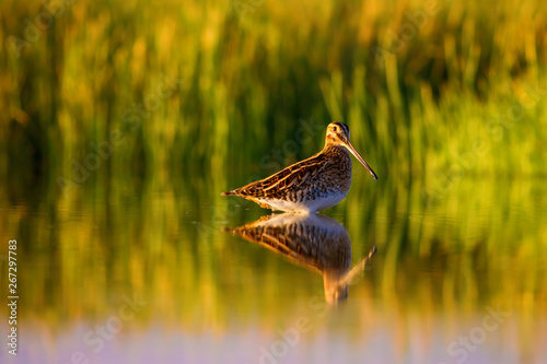Lake and bird. Natural background. Green, yellow lake background. Water reflection. Bird: Common Snipe. Gallinago gallinago. photo
