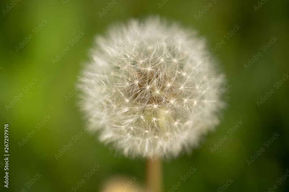 Bloomed dandelion in nature grows from green grass. Old dandelion closeup. Nature background of dandelions in the grass. Green nature background. Nature. Close up background nature of dandelion seeds. Bloomed dandelion in nature grows from green grass. Old dandelion closeup. Nature background of dandelions in the grass. Green nature background. Nature. Close up background nature of dandelion seeds.