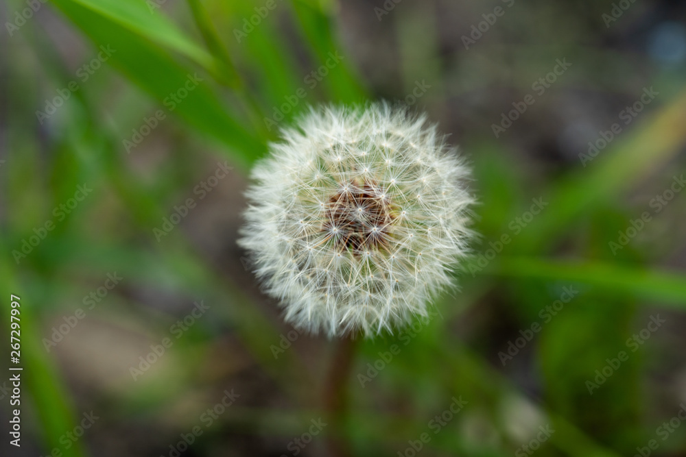 Bloomed dandelion in nature grows from green grass. Old dandelion closeup. Nature background of dandelions in the grass. Green nature background. Nature. Close up background nature of dandelion seeds. Bloomed dandelion in nature grows from green grass. Old dandelion closeup. Nature background of dandelions in the grass. Green nature background. Nature. Close up background nature of dandelion seeds.