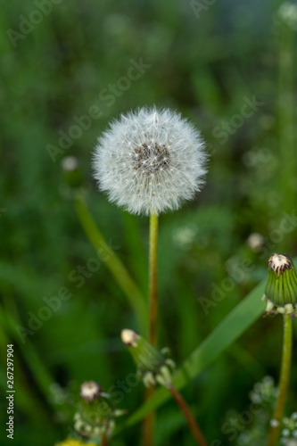 Bloomed dandelion in nature grows from green grass. Old dandelion closeup. Nature background of dandelions in the grass. Green nature background. Nature. Close up background nature of dandelion seeds.