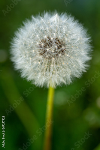 Bloomed dandelion in nature grows from green grass. Old dandelion closeup. Nature background of dandelions in the grass. Green nature background. Nature. Close up background nature of dandelion seeds.