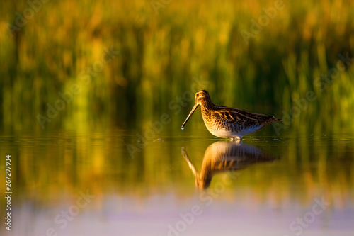 Lake and bird. Natural background. Green, yellow lake background. Water reflection. Bird: Common Snipe. Gallinago gallinago. photo