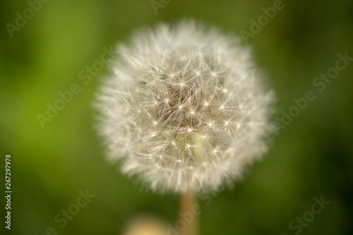 Bloomed dandelion in nature grows from green grass. Old dandelion closeup. Nature background of dandelions in the grass. Green nature background. Nature. Close up background nature of dandelion seeds.