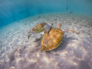 Crédence de cuisine   Swimming with turtles  views around the Caribbean island of Curacao  © Gail Johnson