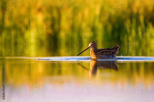 Lake and bird. Natural background. Green, yellow lake background. Water reflection. Bird: Common Snipe. Gallinago gallinago. photo