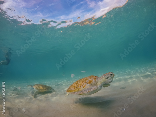  Swimming with turtles views around the Caribbean island of Curacao © Gail Johnson