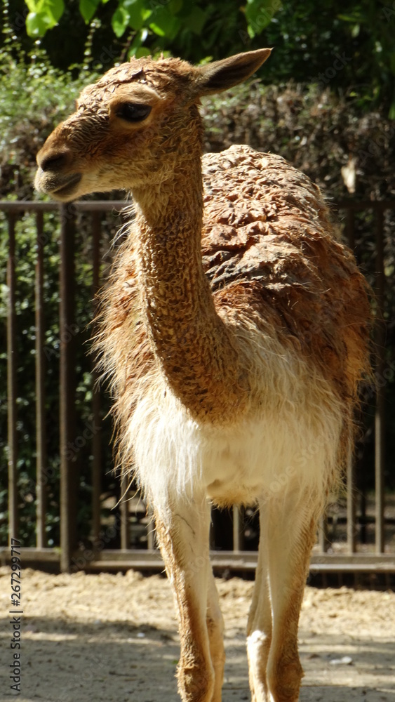 Fototapeta premium lama