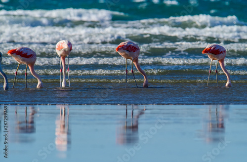 Foto Flamingos feeding at low tide, Peninsula Valdes, Patagonia, Argentina