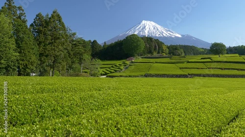 富士山と新茶の茶畑, 静岡県富士市の大渕笹場