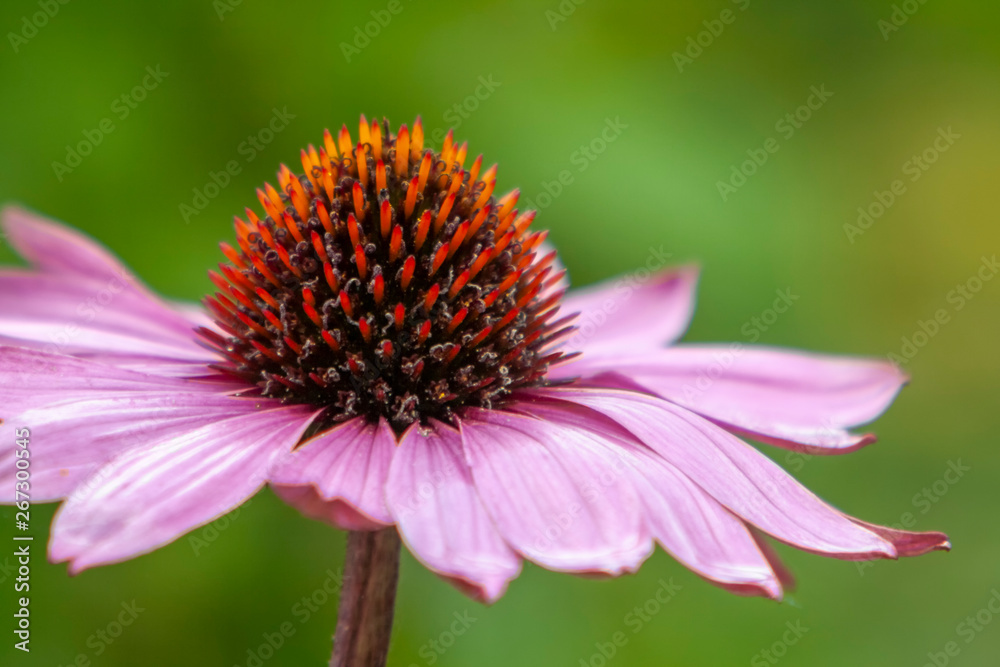 Purpur-Sonnenhut (Echinacea purpurea) Purpur-Sonnenhut (Echinacea purpurea)