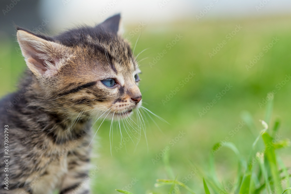 The little kitten is walking through the grassy yard