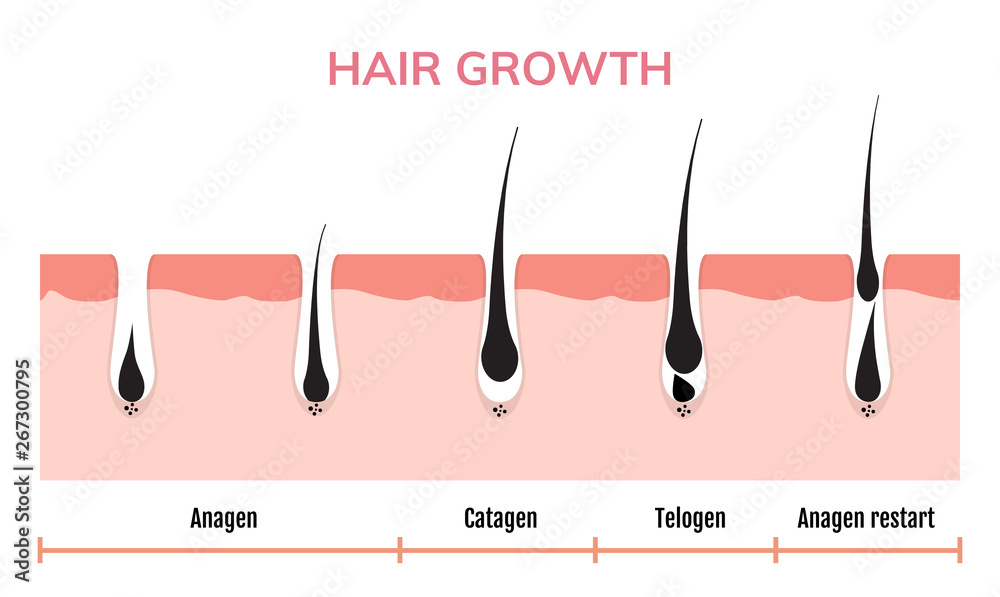 Hair growth cycle skin. Follicle anatomy anagen phase, hair growth