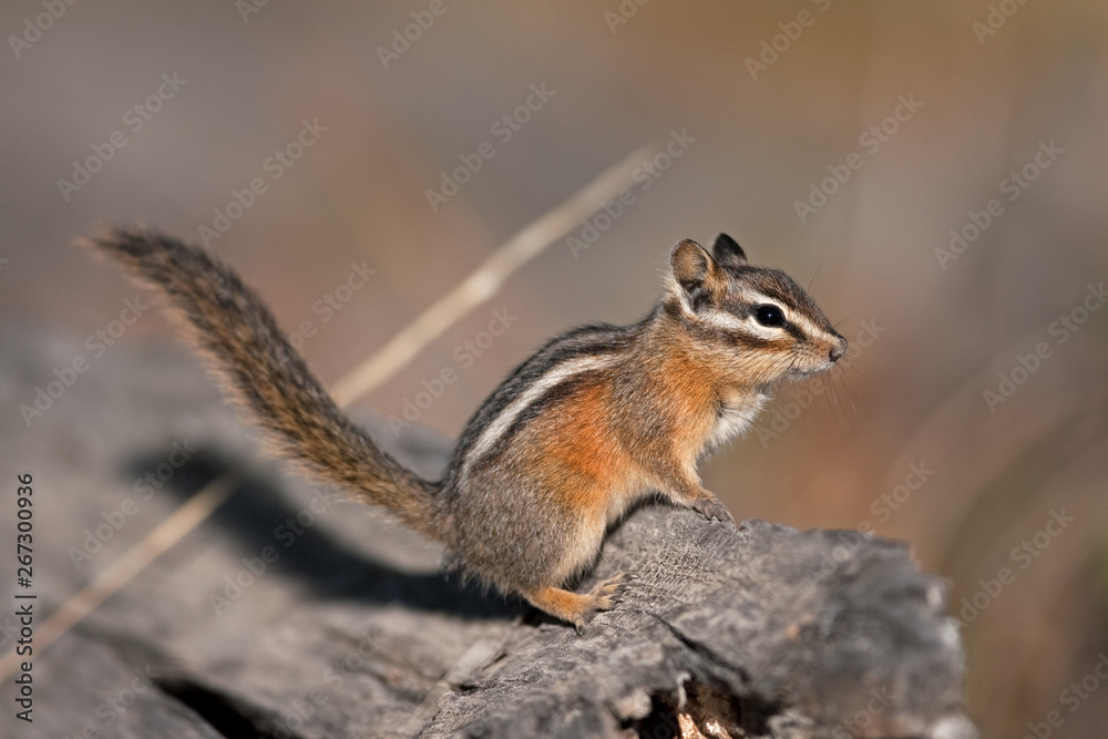 Least chipmunk, neotamias minimus, Yellowstone national park, squirrel Least chipmunk, neotamias minimus, Yellowstone national park, squirrel