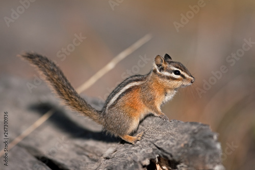 Least chipmunk, neotamias minimus, Yellowstone national park, squirrel photo